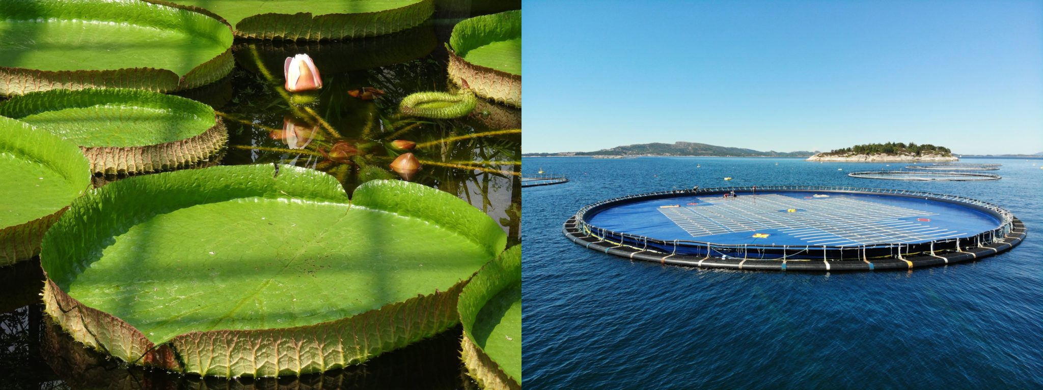Lotusblomsten Victoria Amazonica og Ocean Sun-flyterne har mye til felles. De flyter på vannet, er forankret i havbunnen, og utnytter sollyset med hhv. fotosyntese og fotovoltaikk. Foto: Ocean Sun.